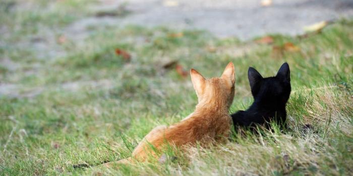 1680x1050 Kittens, Couple, Grass, Black HD wallpaper | Wallpaper Flare