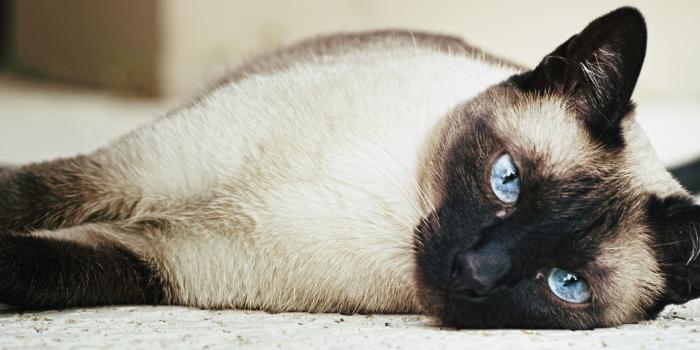 5120x2160 Siamese Cat wallpapers, Animal, HQ Siamese Cat pictures | 4K