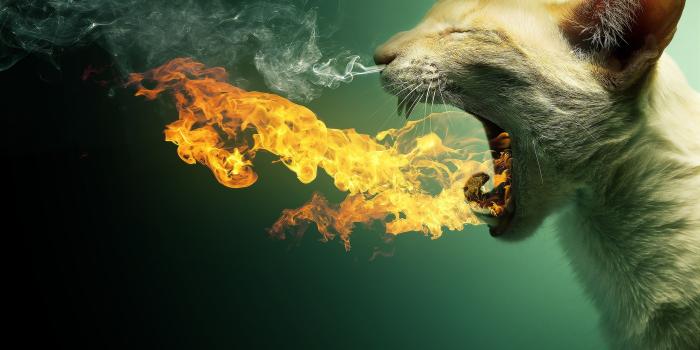 2560x1600 Wallpaper | 3D wallpapers | photo | picture | cat, cat, smoke