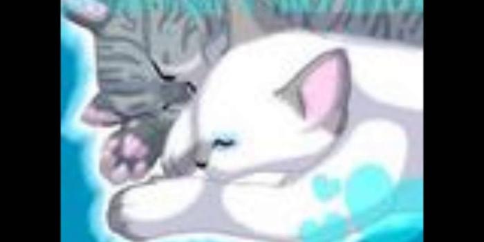 1920x1080 CUTE WARRIOR CAT COUPLES