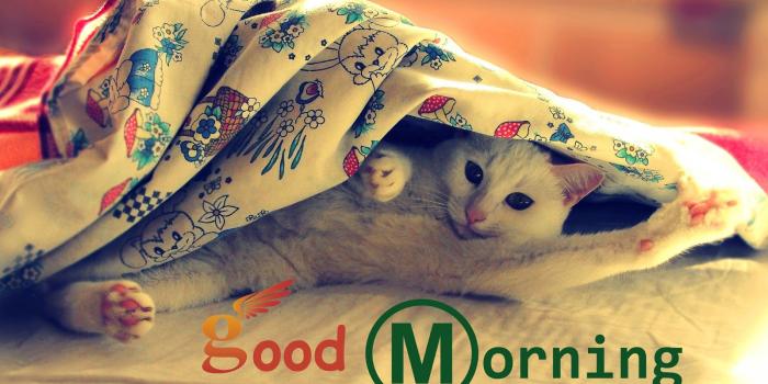 1600x900 Good Morning Wishes With Cat Pictures, Images