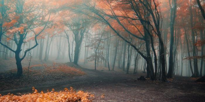 1920x1200 Road in Misty Forest HD Wallpaper | Background Image | 1920x1200