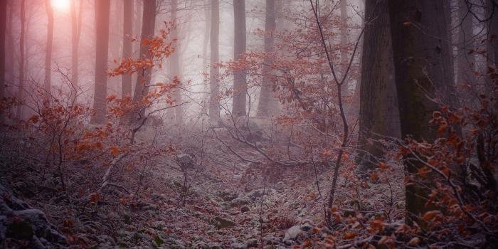 1920x1200 Dew, Tablet, Frost, Landscapes, Morning, Peace, Forest, Trees