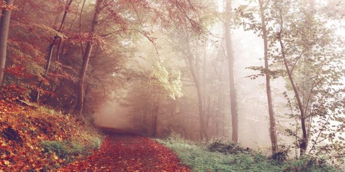 1332x850 Wallpaper forest, trail, leaves, fall, autumn, woods, foggy, path