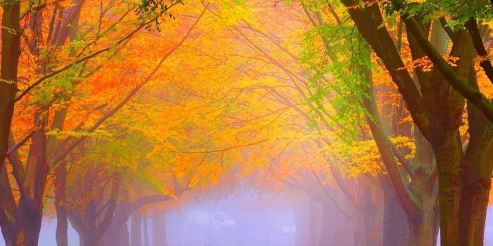 1080x1920 Park Fall Fog Foliage Trees Colorful Wallpaper - [1080x1920]