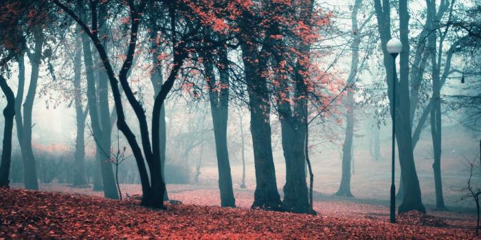 2560x1600 Park In The Fog, Td/20 - Foggy Park In Autumn - 2560x1600