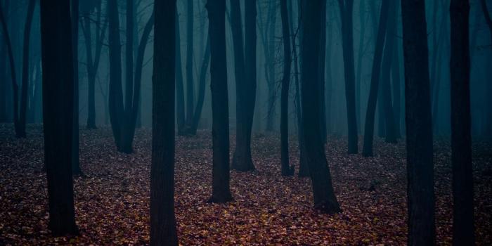 1920x1080 Dark Fall Fog Forest Leaves Trees HD Wallpapers Desktop Background