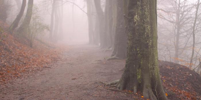 2560x1440 Autumn Mist Wallpapers