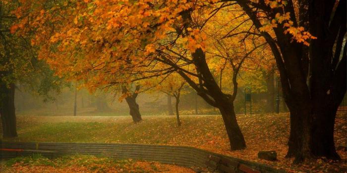 1332x850 Wallpaper Fog, Autumn, Foliage, Fall, Fog, Leaves, Trees, Autumn