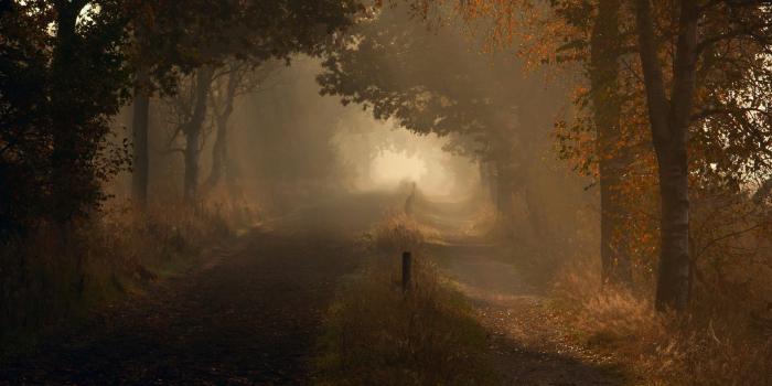 1920x1200 Nature landscapes roads trail path trees forest autumn fall fog