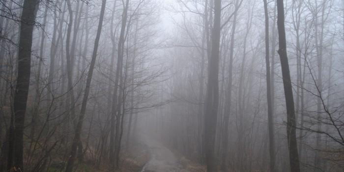 1332x850 Wallpaper autumn, forest, fog, track, forest, Autumn, fog, path