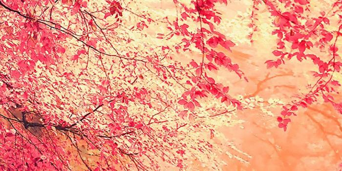 2160x3840 Forest Fall Fog Nature Free 4K Ultra HD Mobile Wallpaper