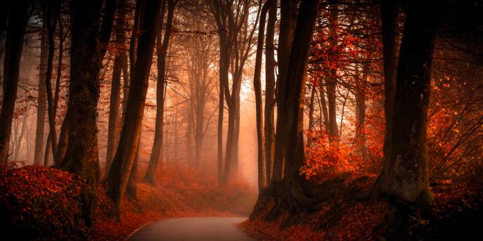 6850x3562 Foggy Winding Road in Autumn Forest 5k Retina Ultra HD Wallpaper