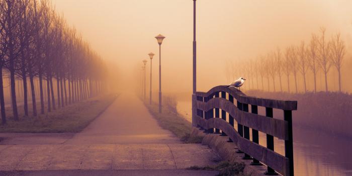 2560x1600 Download Foggy Fall Day UltraHD Wallpaper - Wallpapers Printed