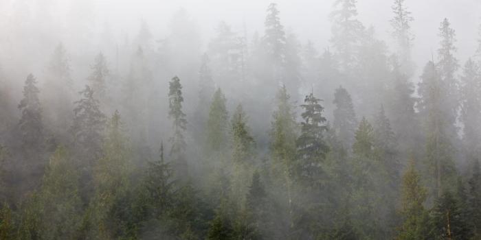 1440x900 Free download wallpaper background Forest Fog Wet Fall Day