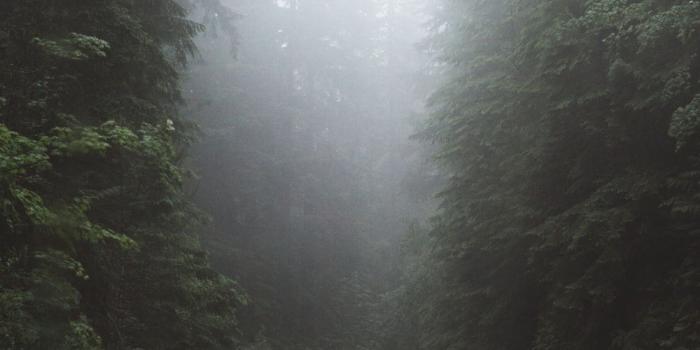 1000x1777 Iphone Wallpapers | 75 best free wallpaper, fog, forest and cloud