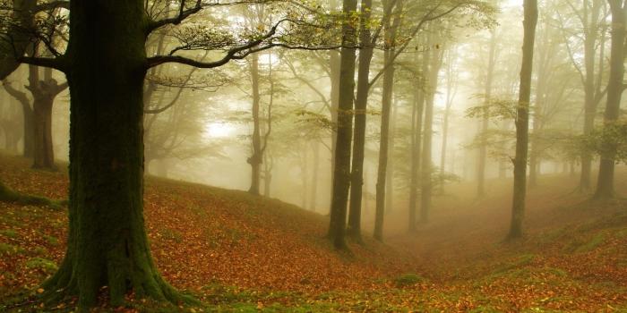 1920x1200 Foggy autumn forest [4] wallpaper - Nature wallpapers - #35383