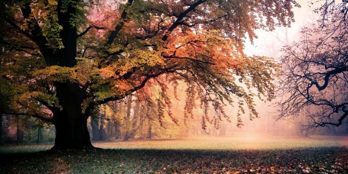 1920x1200 Fall | Macbook air wallpaper, Imac wallpaper, Macbook pro wallpaper