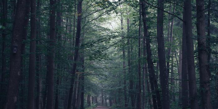 6000x4000 wallpaper forest, path, fog, trees, mist HD : Widescreen : High