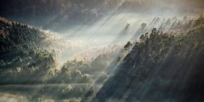 3840x2160 Foggy Forest Wallpaper (74+ images)