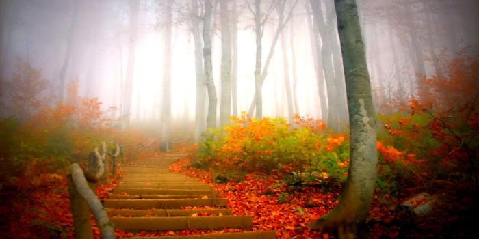 1920x1200 Nature Mountain Forest Landscape Fog Wallpaper [1920x1200]