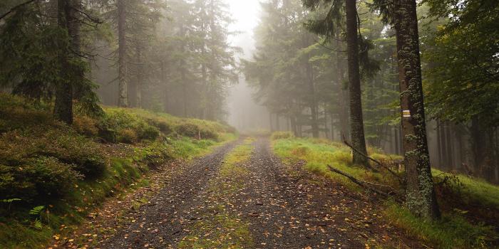 3500x2333 The Way in the Foggy Forest | Free Stock Photo | LibreShot