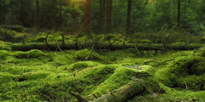 2300x1500 Wallpaper Backgrounds: Free HD Wallpapers for Mac and PC | I Like