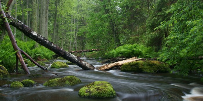 4390x2948 Nature photography - Wikipedia