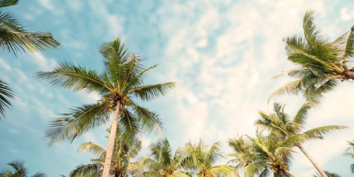 1332x850 Photo Wallpaper Beach, Summer, Palm Trees, Summer, - Beach Summer