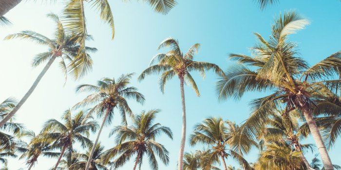 1332x850 Photo Wallpaper Beach, Summer, The Sky, Palm Trees, - Summer Beach