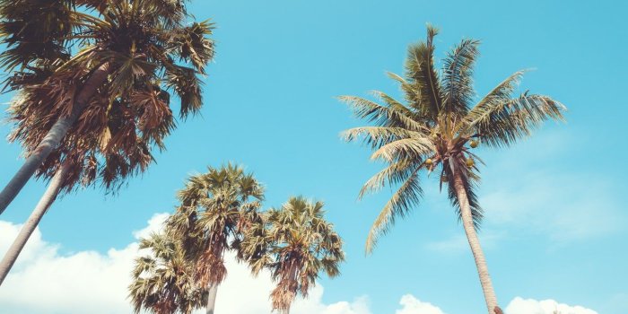 1332x850 Wallpaper beach, summer, the sky, palm trees, shore, summer, beach