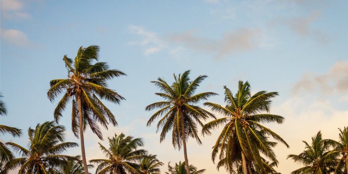 2560x1600 summer palm tree paradise Mac Wallpaper Download | AllMacWallpaper