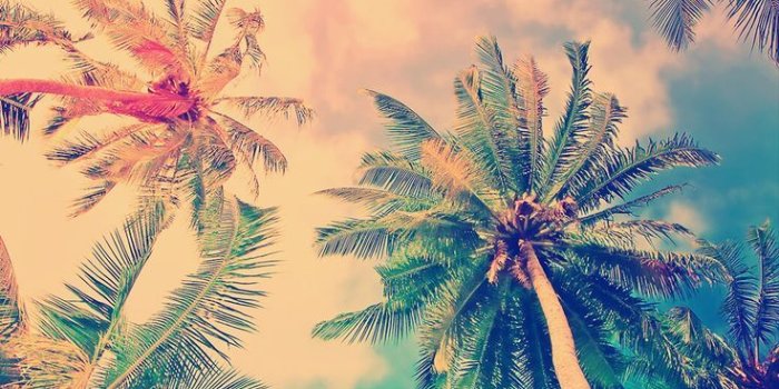 736x1087 Wallpaper, Summer, And Palm Trees Image - Popular Wallpaper Iphone
