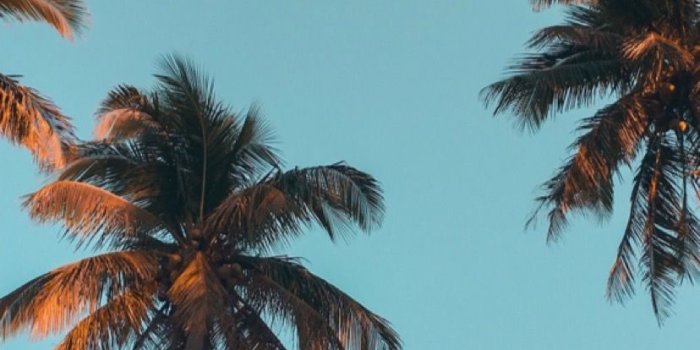 828x1472 Idea by Marko Klinko on Palm trees wallpaper | Blue sky wallpaper