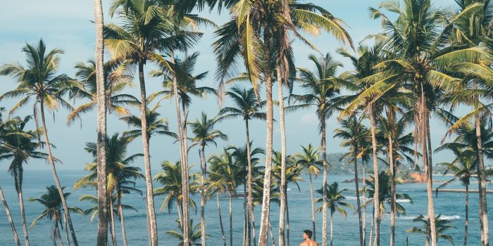 2048x2048 ob40-summer-vacation-man-palm-tree-nature-wallpaper