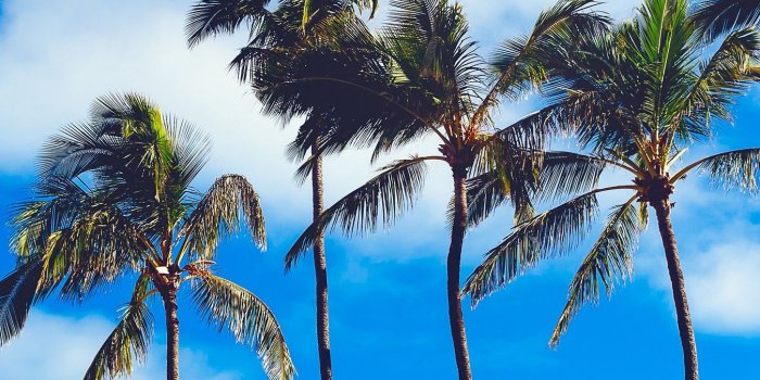 1350x2400 Download wallpaper 1350x2400 palms, trees, summer, sky iphone 8+