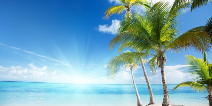 1920x1200 Palm trees in the summer wallpapers and images - wallpapers