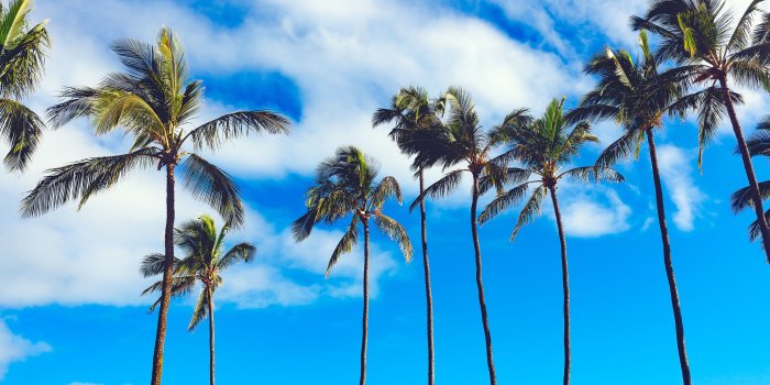 3840x2160 Wallpaper 4k palms, trees, summer, sky 4k palms, Summer, Trees