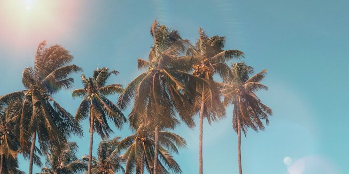 1920x1080 Palm Trees Under Blue Cloudy Sky Summer Wallpaper (#2444281) - HD