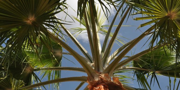 910x1370 HD wallpaper: jordan, summer, palm, low angle view, growth, plant