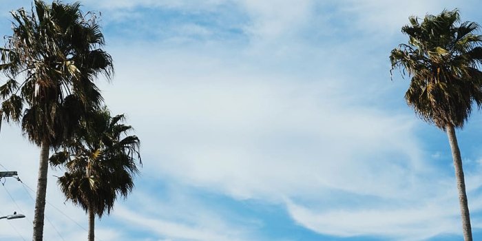 910x1475 HD wallpaper: summer, palm tree, human, person, plant, arecaceae
