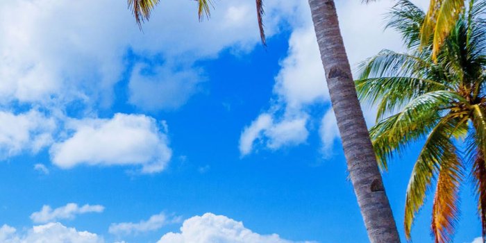 1125x2436 Palm Tree Wallpaper For Iphone X - Summer Philippines, Download