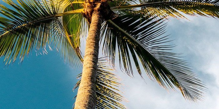 750x1334 iPhone6papers.com | iPhone 6 wallpaper | oc46-tree-summer-palm-sky