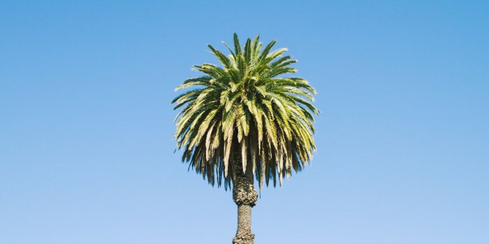 4851x3234 5390005 4851x3234 #tropic, #exotic, #holiday, #background, #blue