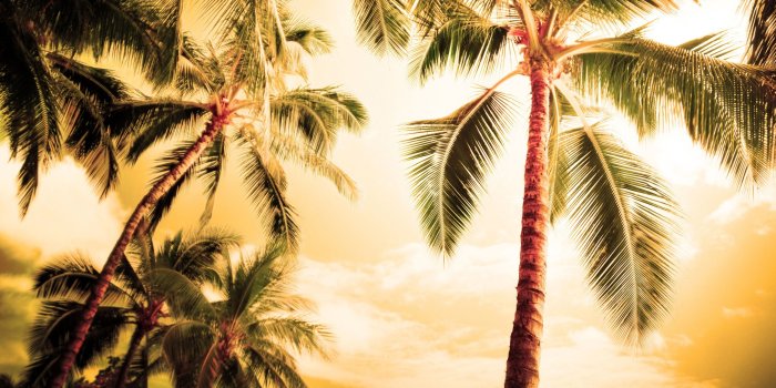 2560x1440 Wallpaper Hawaii, hot summer, palm trees 2560x1600 HD Picture, Image
