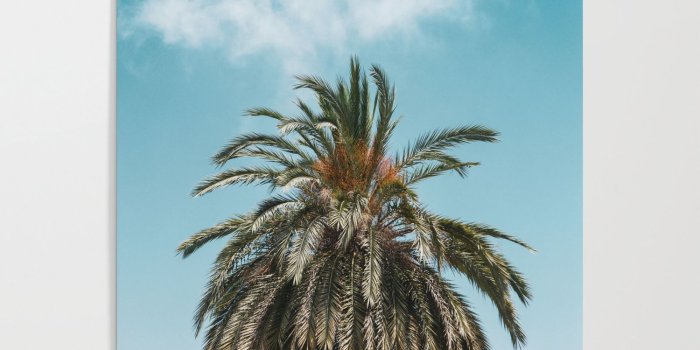 1500x1500 Palm Trees in Barcelona, Digital Print, Spain, Summer Wallpaper