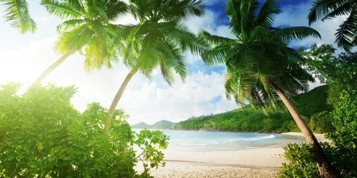 3840x2160 Tropical Palm Tree Wallpaper (56+ images)