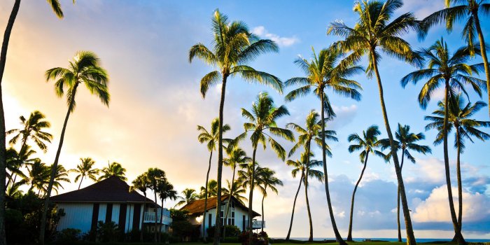 1920x1200 Wallpaper Hawaii kauai pacific ocean Nature Summer palm 1920x1200