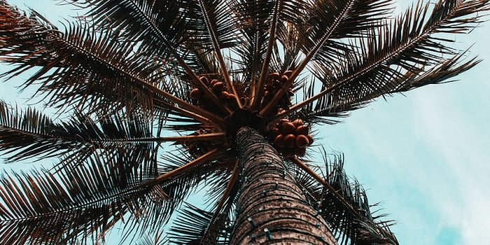 910x1365 HD wallpaper: tree, plant, palm tree, arecaceae, bird, animal