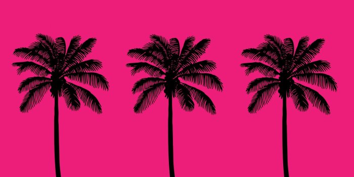 1920x1344 Palm Trees Summer Wallpaper Free Stock Photo - Public Domain Pictures